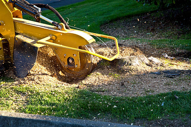 Tree Root Removal in Milledgeville, GA